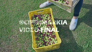 Fotograma de vídeo sobre la recolección de aceituna para Cooperativa Santa Bárbara
